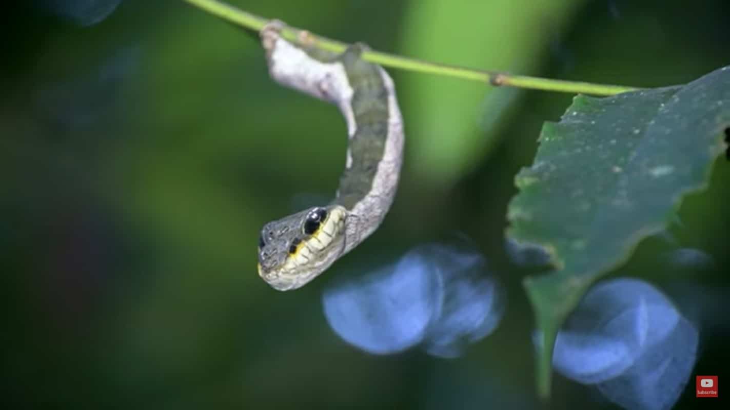 Uma espécie de lagarta se disfarça de cobra para não ser devorada por seus predadores