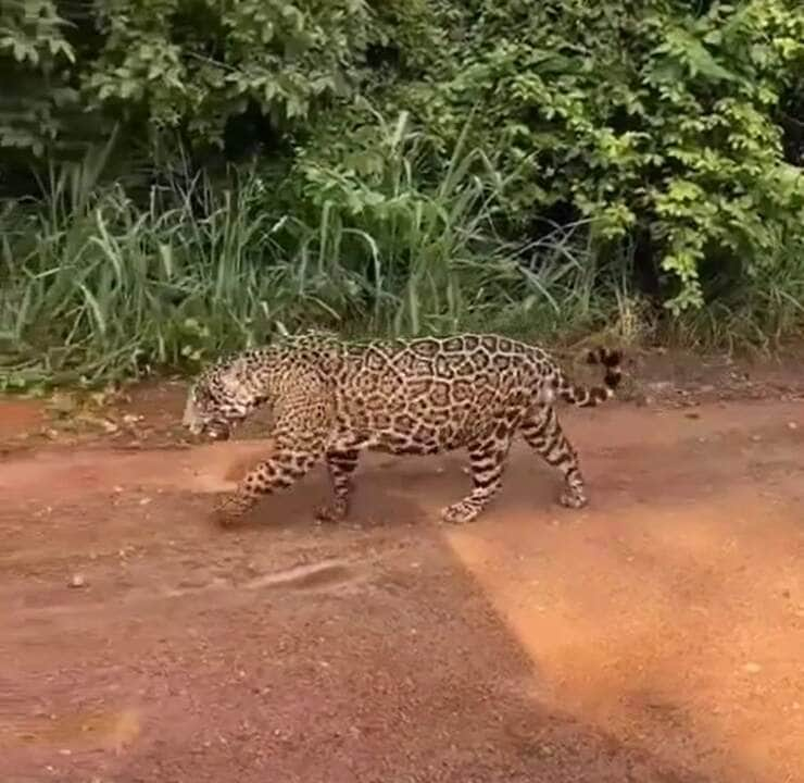 Caça através de emboscadas, sendo um importante predador no topo da cadeia alimentar e pode comer qualquer animal que seja capaz de capturar, desempenhando um papel na estabilização dos ecossistemas e na regulação das populações de espécies de presas.