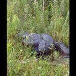 O sujeito levou o maior susto ao mexer com a sucuri, usando um pedaço de madeira. A cobra se ajeitou para dar o bote, deixando o homem assustado.