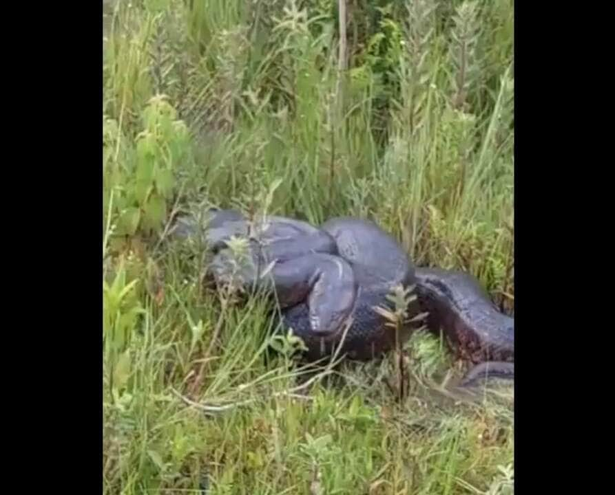 O sujeito levou o maior susto ao mexer com a sucuri, usando um pedaço de madeira. A cobra se ajeitou para dar o bote, deixando o homem assustado.