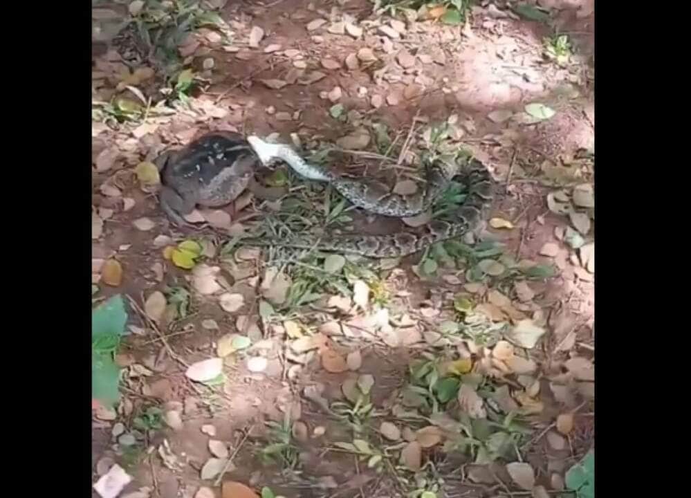 Cobra é uma denominação genérica, utilizada frequentemente na língua portuguesa como sinônimo para serpente, enquanto cobra-(de-)capelo designa serpentes (muito venenosas), da família Elapídeos