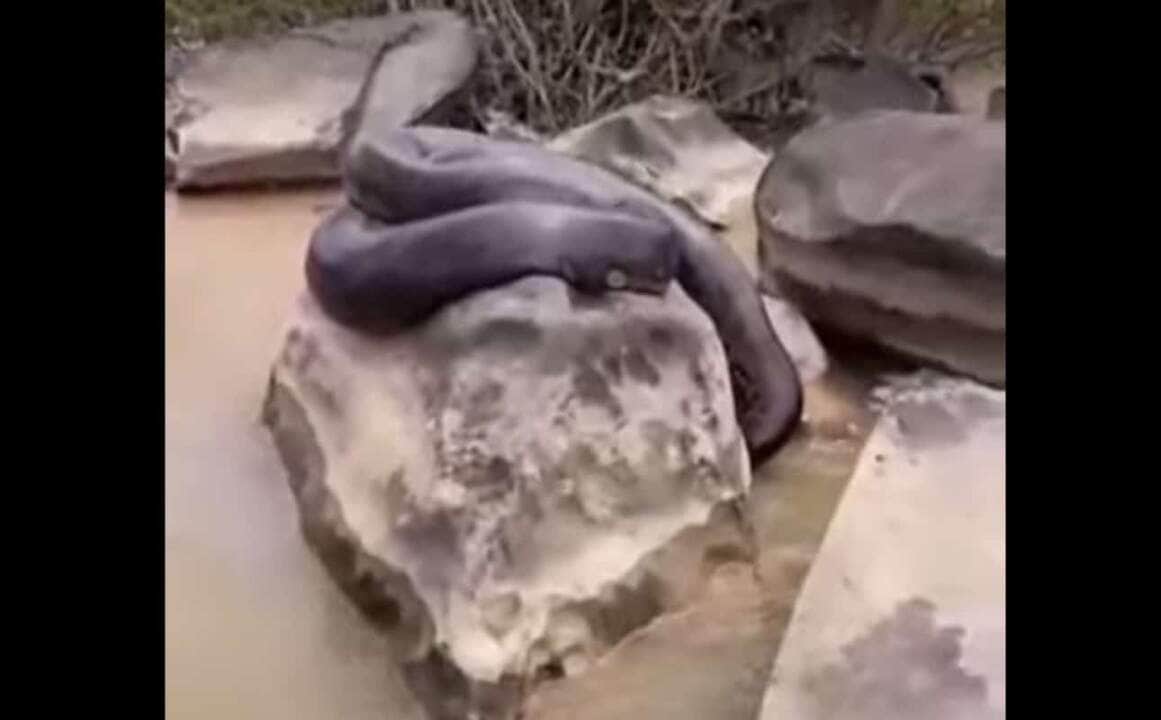 Uma sucuri pode viver com tranquilidade por até 30 anos.