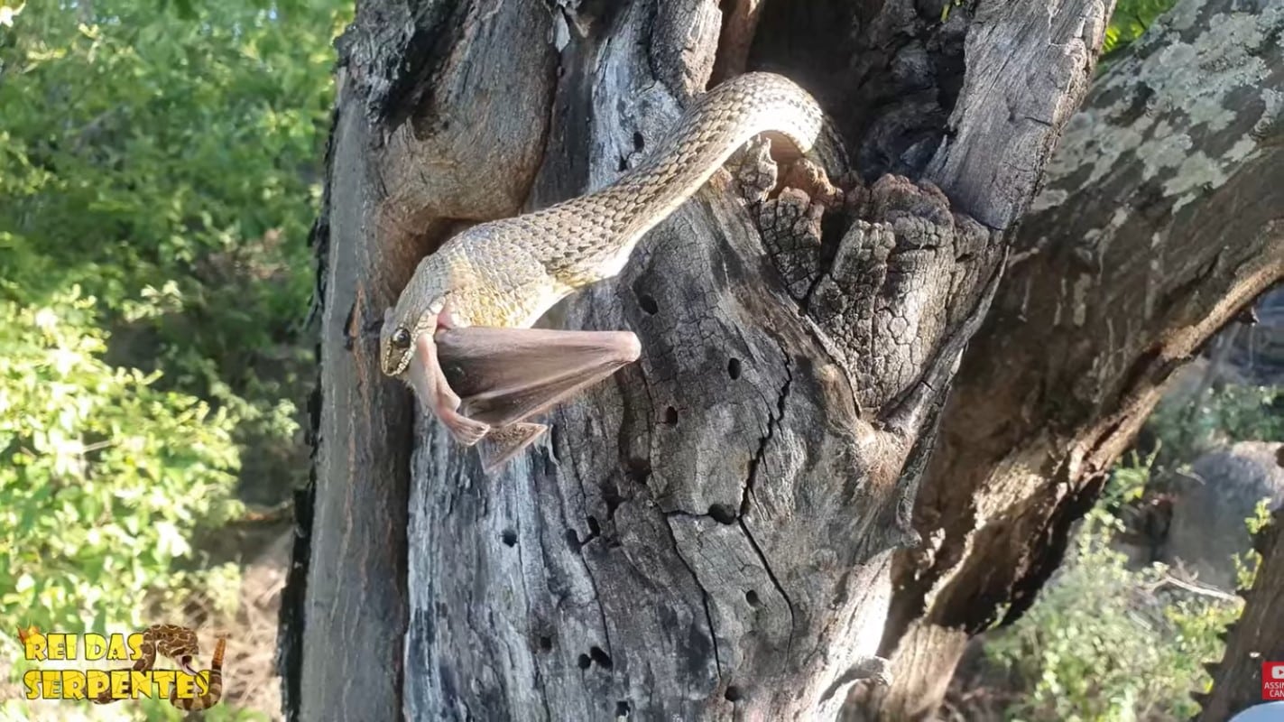 A cobra corre-campo habita, principalmente as regiões nordeste e centro-oeste brasileiro, bem como uma parte do Paraguai. 