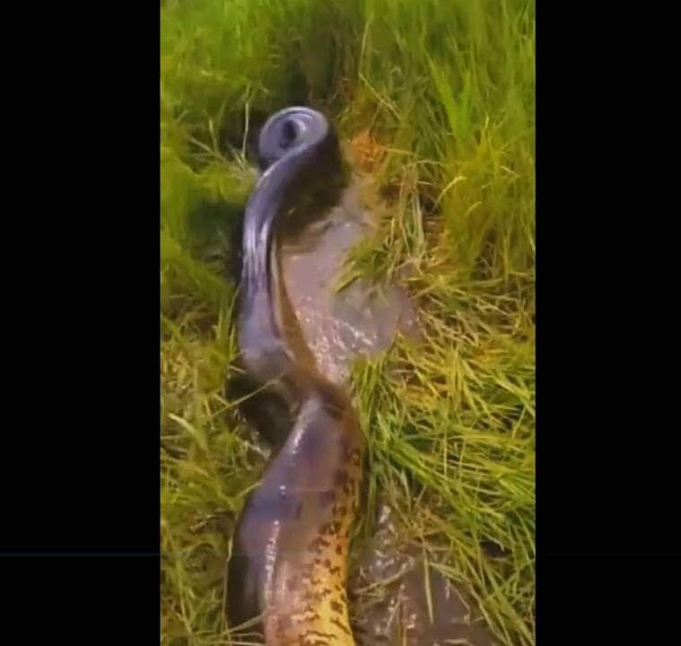 As sucuris é um gênero de boinae encontradas na América do Sul. Eles são um grupo semiaquático de cobras e incluem uma das maiores cobras do mundo, Eunectes murinus, a sucuri-verde