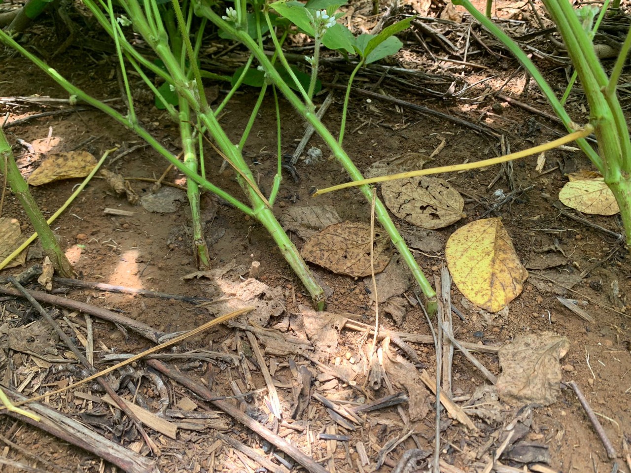 Nas análises realizadas pela Fundação MT, foi identificado 50% de ocorrência do complexo de fungos Diaporthe/Phomopsis e 61% de frequência de Colletotrichum spp em amostras coletadas em Sorriso-MT