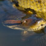 Sucuris são serpentes que apresentam hábito de vida semiaquático e que podem ser observadas em rios, brejos, pântanos e outros ambientes aquáticos da América do Sul.