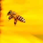 Homem morre após ser atacado por enxame de abelhas em Mato Grosso