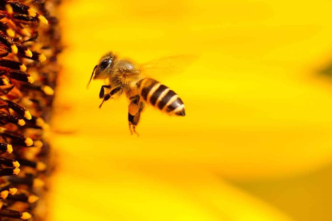 Homem morre após ser atacado por enxame de abelhas em Mato Grosso