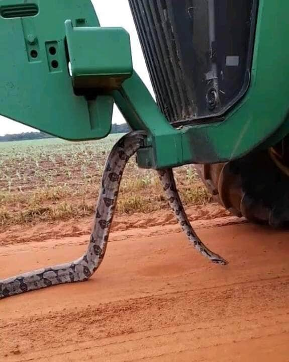 “Durante toda a gestação os embriões recebem nutrientes do vitelo que é formardo junto ao ovocito da mãe, antes de ser fecundado