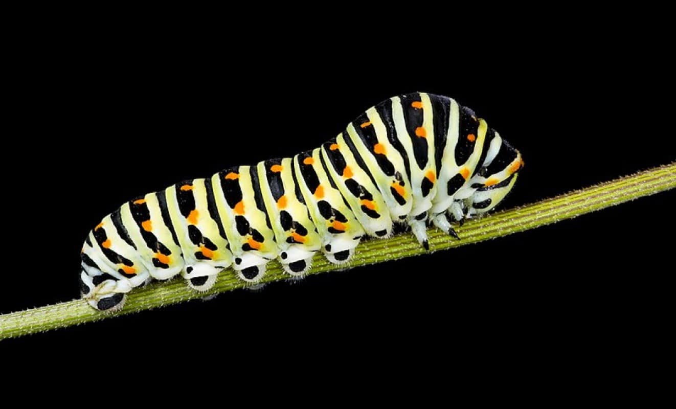 As lagartas, como todos os insetos, respiram por meio de um sistema de traqueias. O ar entra através de 9 pares de pequenos orifícios tegumentares, chamados de espiráculos ou estigmas respiratórios.