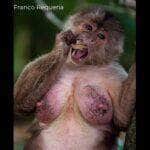 É um dos mais conhecidos macacos, e é utilizado como animal de estimação