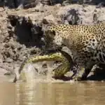 onca pintada deixa sucuri escapar apos combate no pantanal 99767902 176d 4d52 89a3 a0c6fe91a270