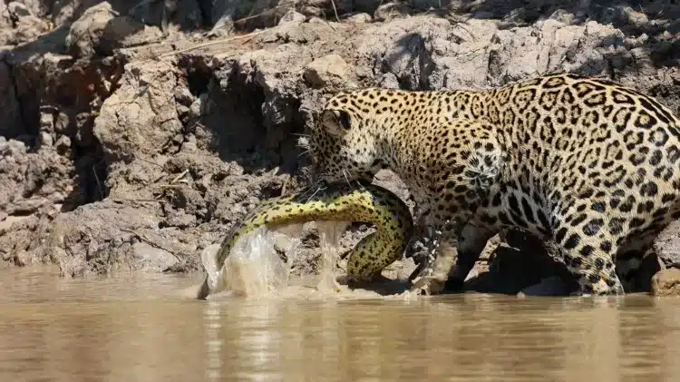 onca pintada deixa sucuri escapar apos combate no pantanal 99767902 176d 4d52 89a3 a0c6fe91a270