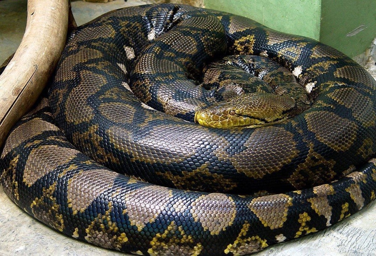 Serpente píton é retirada do Parque Nacional da Tijuca, no Rio