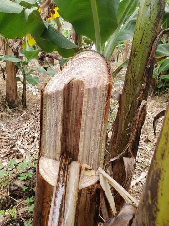 populacao urbana pode ajudar no controle de doencas em vegetais e animais