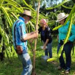 produtores buscam orientacao da empaer para identificar problema no crescimento da pitaya