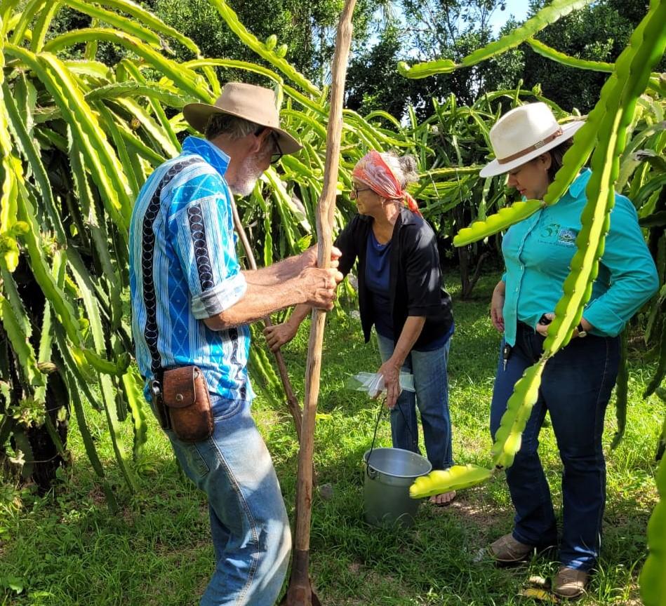 produtores buscam orientacao da empaer para identificar problema no crescimento da pitaya
