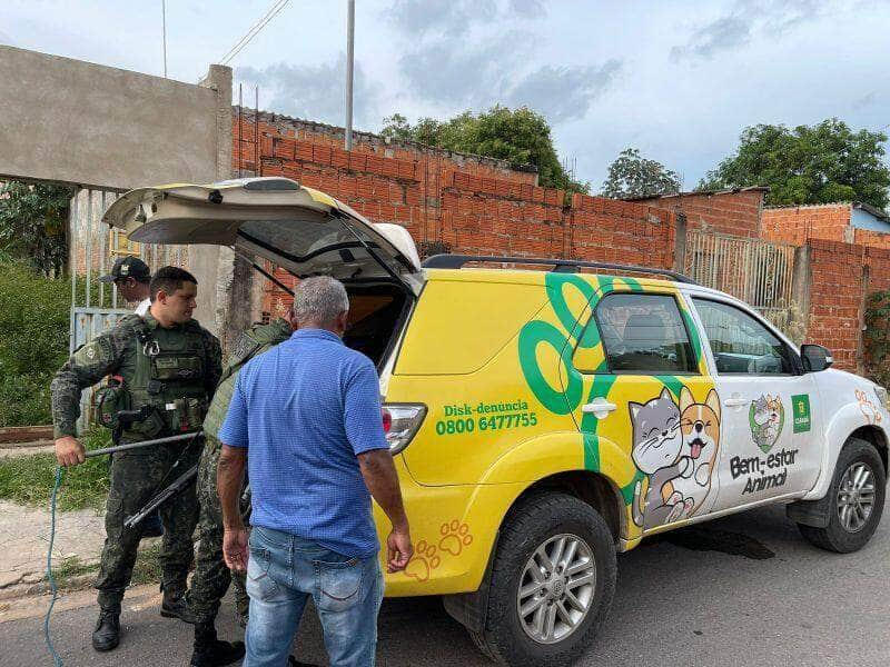 vitimas de maus tratos dois caes sao resgatados e recebem cuidados medicos veterinarios por meio da prefeitura de cuiaba