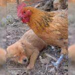 Cachorro ladrão leva surra da galinha, confira o vídeo!