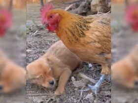Cachorro ladrão leva surra da galinha, confira o vídeo!