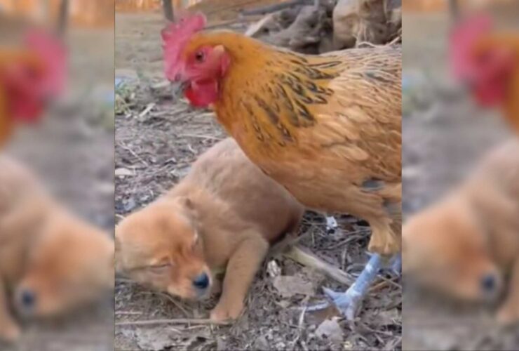 Cachorro ladrão leva surra da galinha, confira o vídeo!