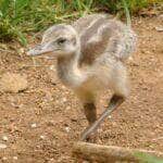 macho adulto pode atingir 1,70 m de comprimento e pesar até 36 kg