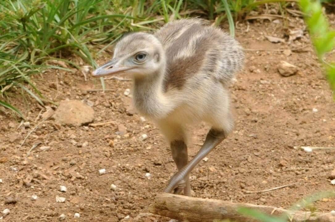 macho adulto pode atingir 1,70 m de comprimento e pesar até 36 kg