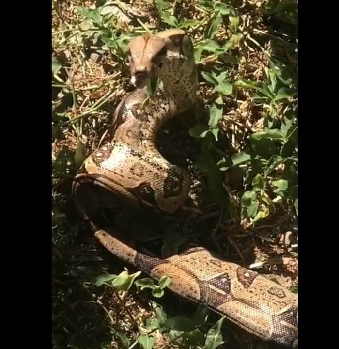 É basicamente um animal com hábitos noturnos (o que é verificável por possuir olhos com pupila vertical), ainda que também tenha atividade diurna.