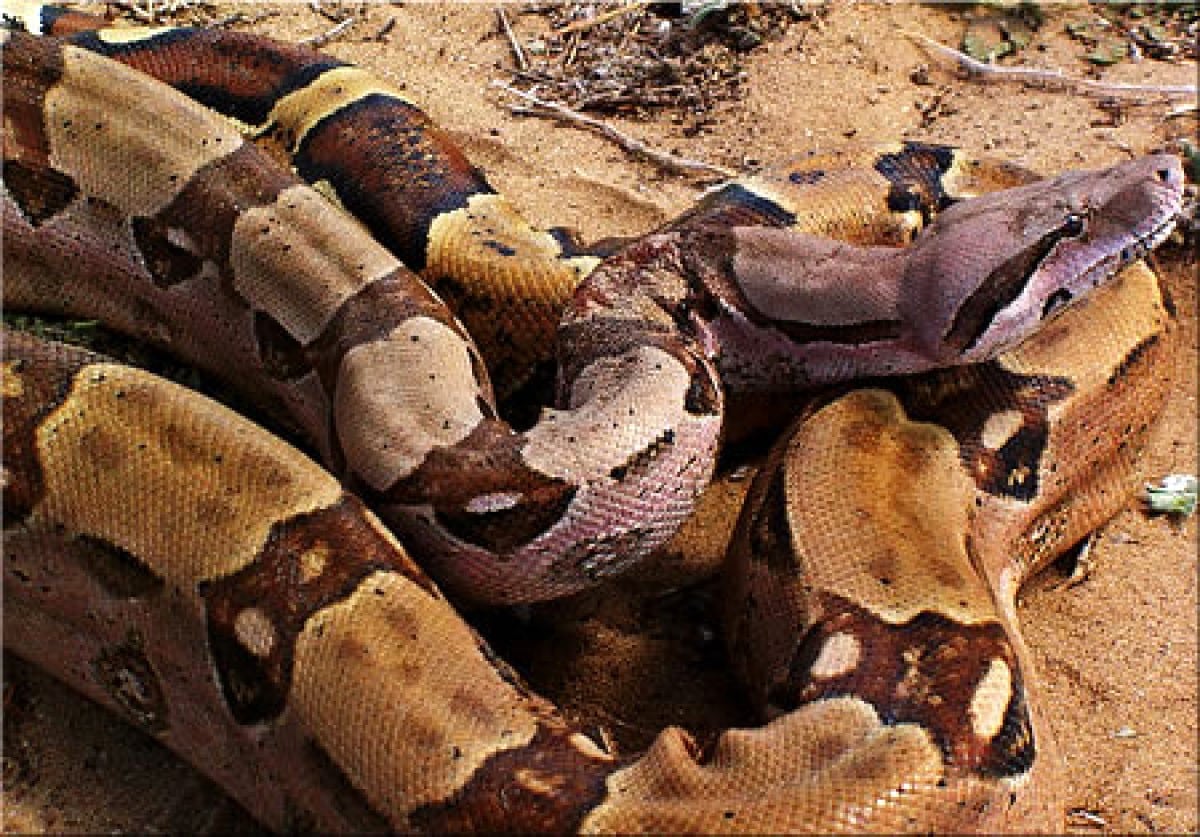 Corpo de Bombeiros resgata cobra mais venenosa do Brasil em residência de  Itaitinga