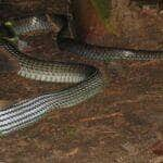 A muçurana é conhecida entre os estudiosos como a "cobra do bem" ou "limpa-campo" devido a sua alimentação ser baseada em lagartos e pequenos roedores como ratos.