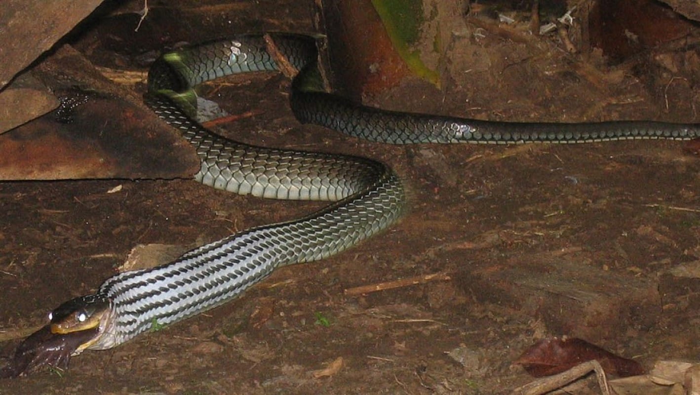 Jogo de cobra com rio na floresta