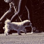 Os 5 signos do zodíaco que amam passear com cães