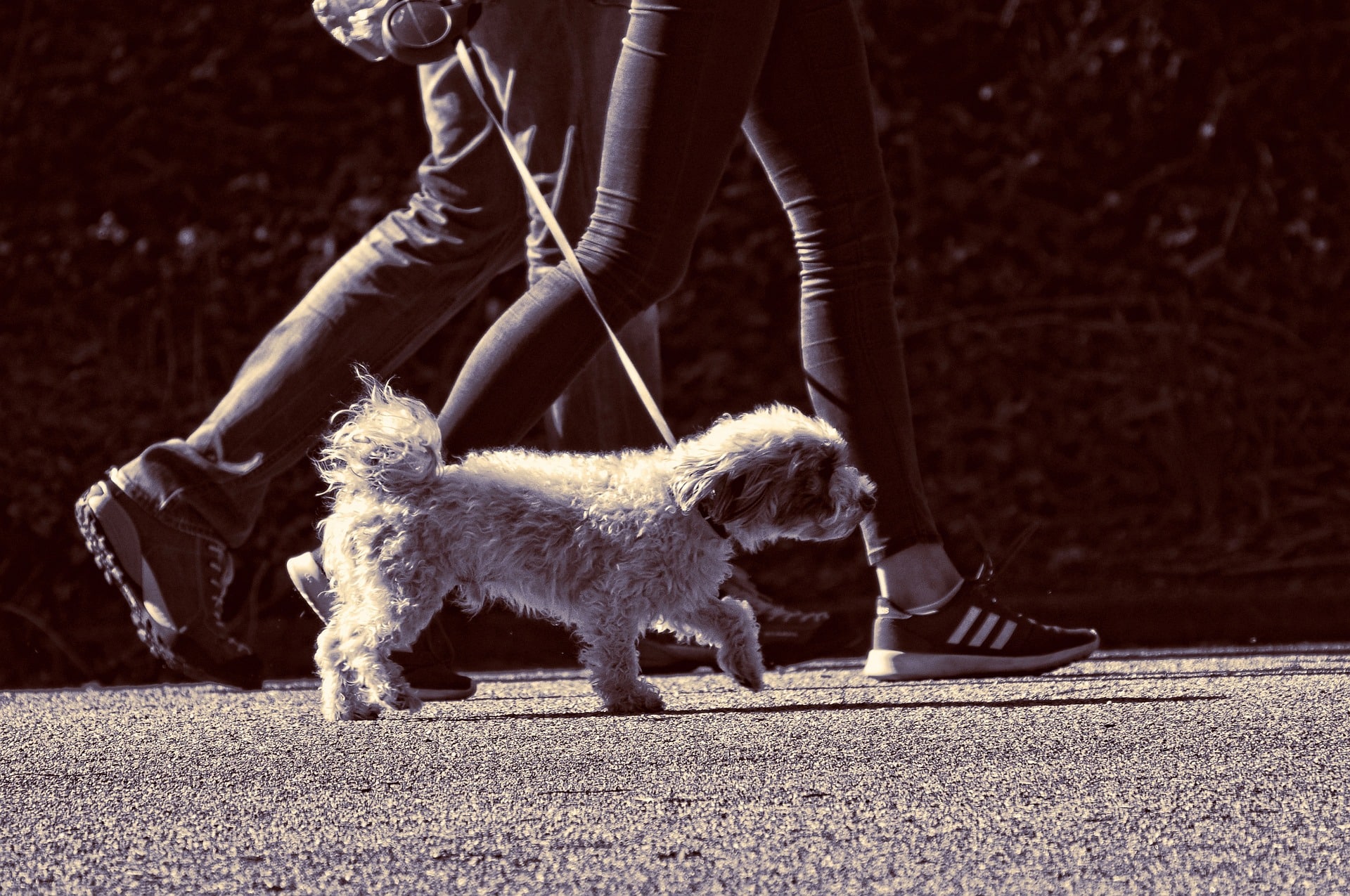 Os 5 signos do zodíaco que amam passear com cães