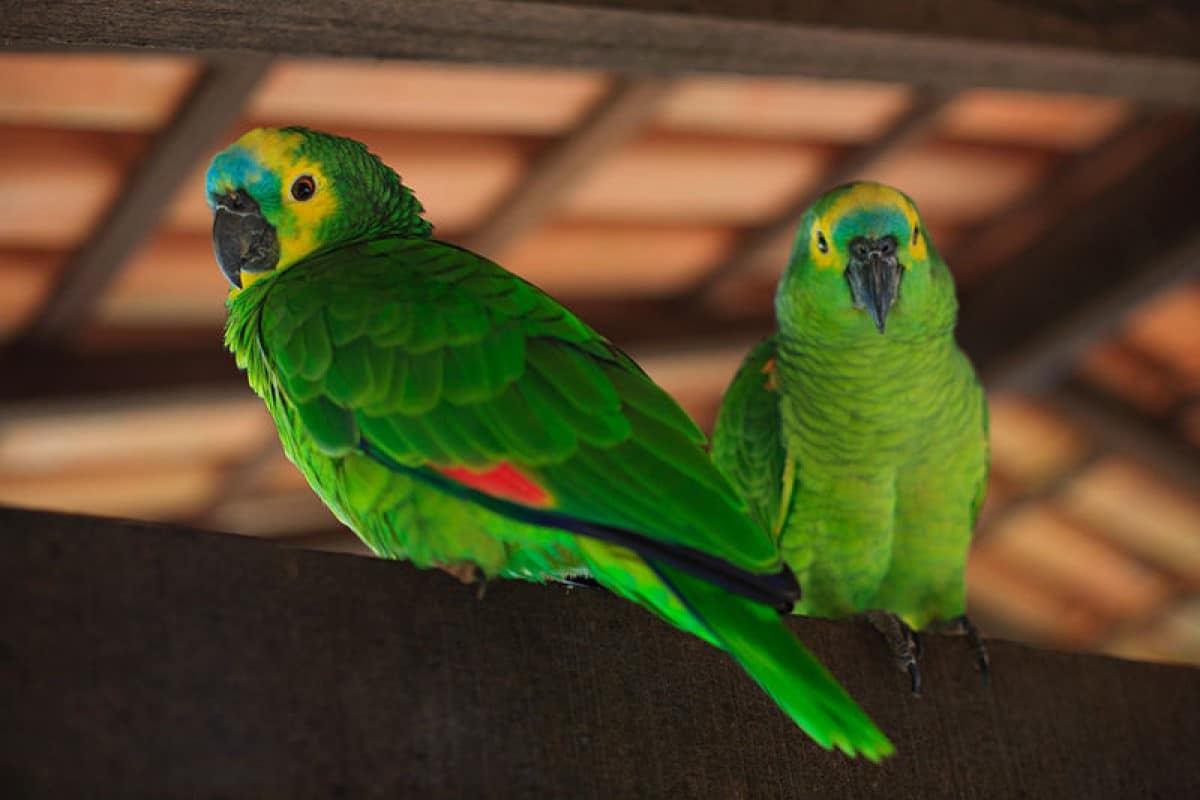  É conhecido por ser um bom “falador”. Atualmente, muitas espécies já foram extintas ou estão em risco de extinção por causa do comércio ilegal.