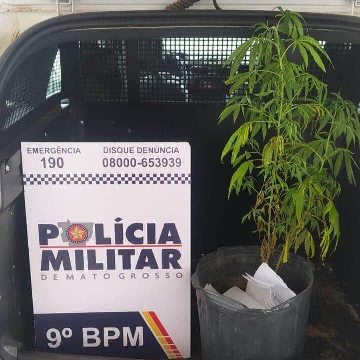 Policia Militar apreende pes de maconha e resgata cachorro em situacao de maus tratos CAPA