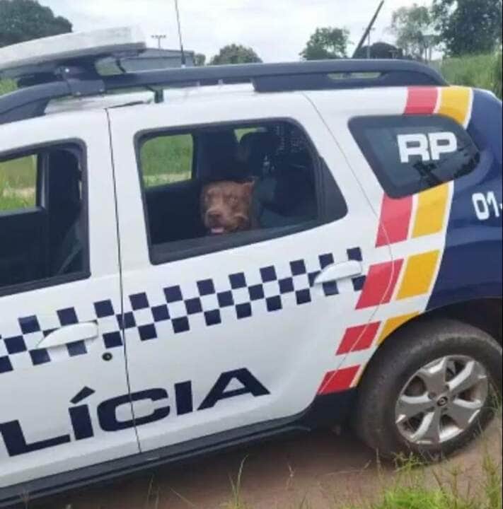 Polícia Militar resgata cachorro em situação maus-tratos 2 Polícia Militar apreende pés de maconha e resgata cachorro em situação de maus-tratos