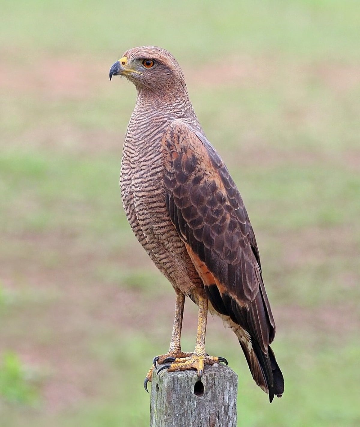 Sua característica principal é a agilidade, ela tem a capacidade de alcançar uma distancia de um metro em milésimos de segundos, o que facilita na captura de presas ágeis como ratos e aves. Além de possuir grande precisão, no momento do bote só pula no momento que há certeza, o que torna muito difícil a perda de uma presa.