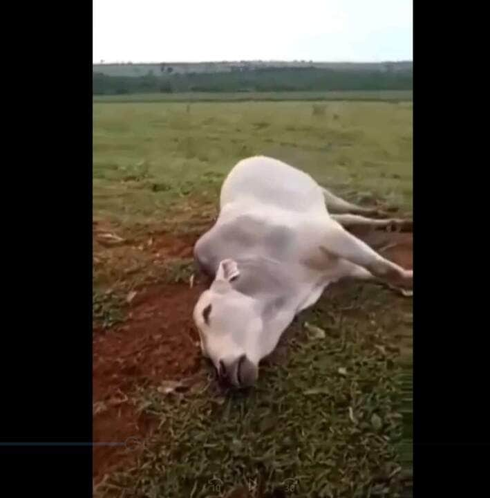 O gado é comumente criado como gado para carne, para leite e para peles , que são usadas para fazer couro. 