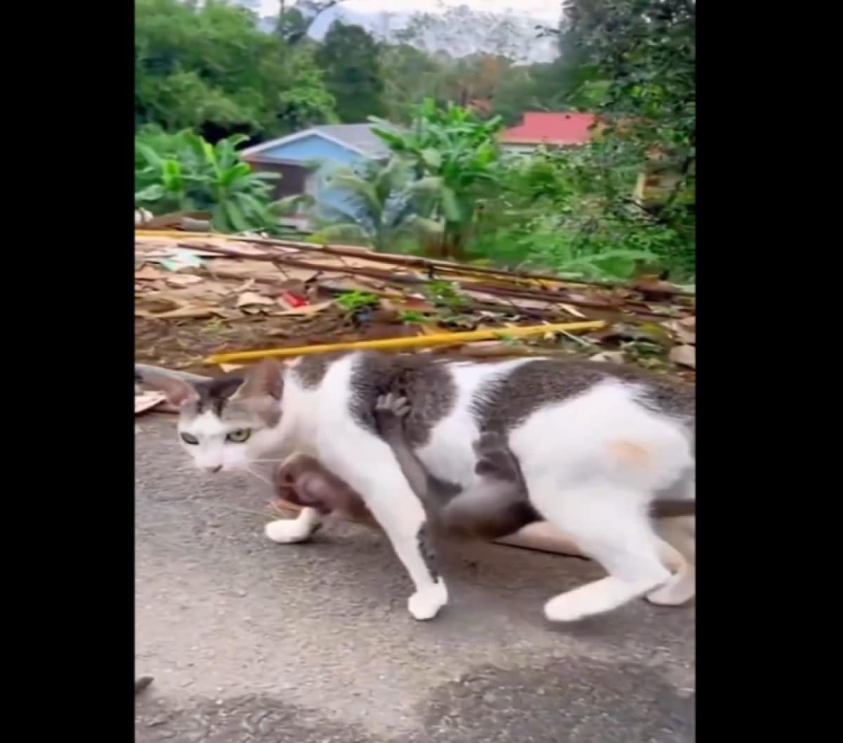 O gato é um mamífero carnívoro da família dos felídeos, muito popular como animal de estimação.