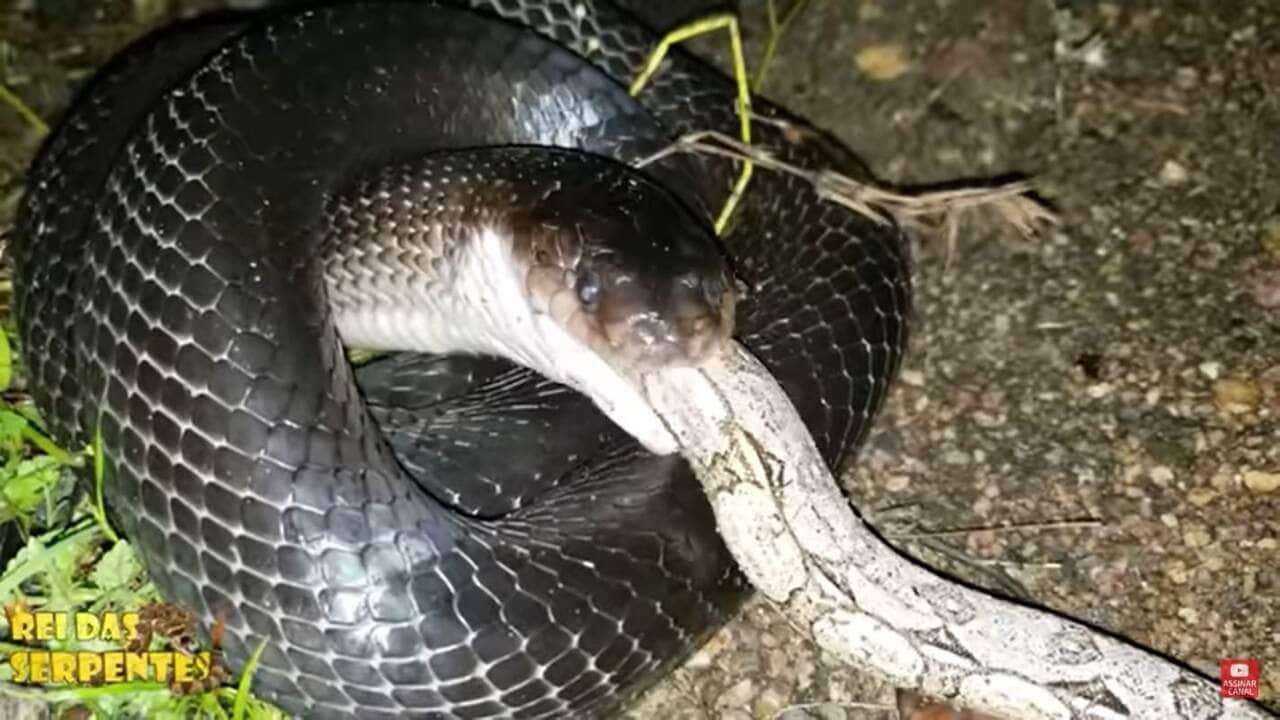 Conhecida entre os estudiosos como a "cobra do bem" ou "limpa-campo" devido a sua alimentação ser baseada em lagartos e pequenos roedores como ratos.