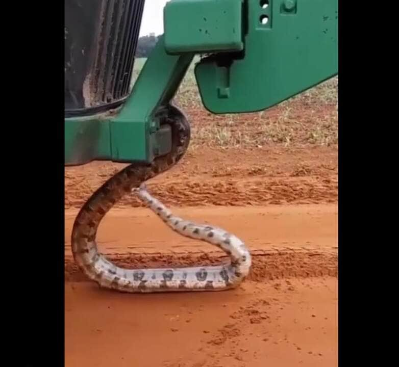 A jiboia é membro da família Boidae e encontrada em regiões tropicais da América do Norte, Central e do Sul, assim como em algumas ilhas no Caribe