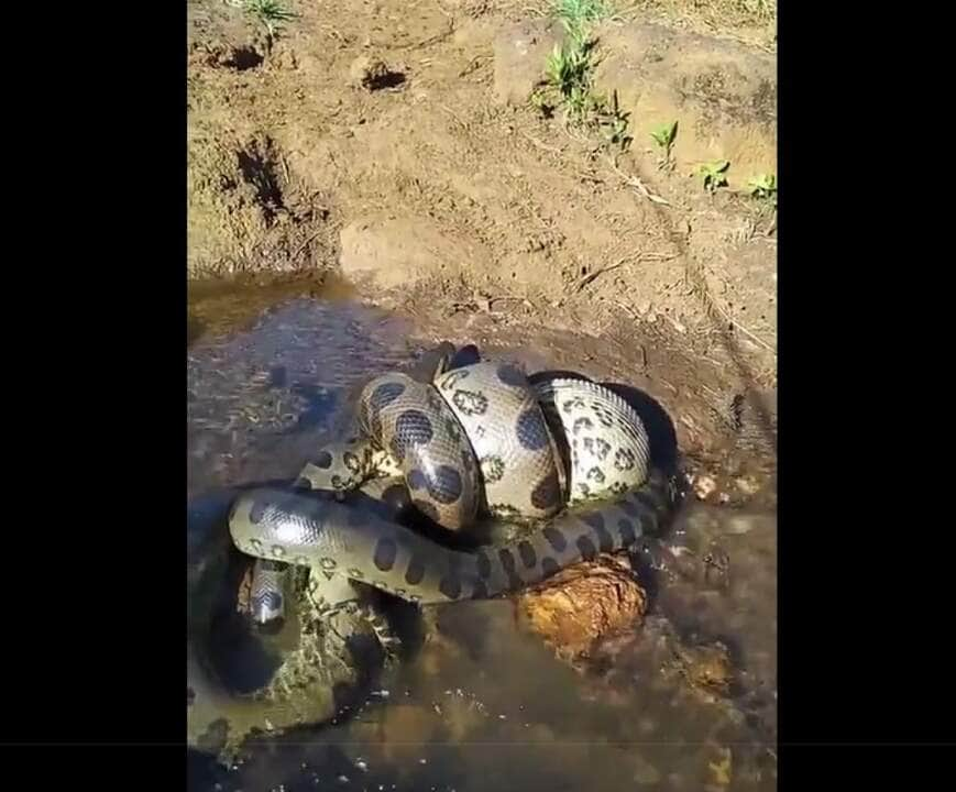 Sucuri é o nome popular dado às quatro serpentes existentes do gênero Eunectes. As sucuris são animais de grande porte, de hábitos semiaquáticos, que matam por constrição. 