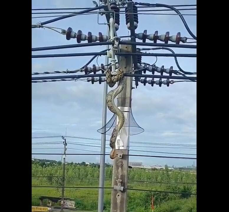 Essa espécie tem sido vítima de caça e tráfico devido ao valor comercial de sua pele e carne, além da sua comercialização como animal de estimação