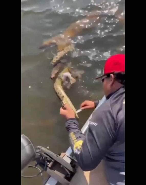 Sucuris são serpentes de grande porte e predadores de topo.