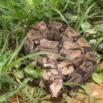 A jiboia é uma serpente da família Boidae, sendo encontrada nas Américas, África, na Europa, na Ásia e em algumas Ilhas do Oceano Pacífico.
