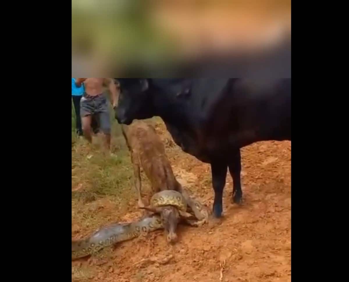 No vídeo, que circula nas redes sociais, uma cobra sucuri aparece enrolada no pescoço do bezerro, que luta para tentar se livrar do 'abraço mortal' da maior serpente do Brasil.