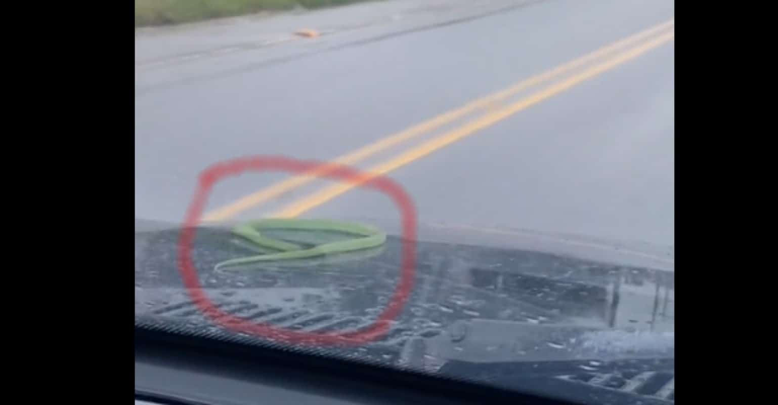 Uma cobra verde, possívelmente uma cobra-cipó, entrou nos compartimentos do motor do carro, permanecendo alguns dias, pegando carona, como você poderá conferir nos vídeos abaixo