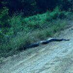 As cobras trocam de pele com o intervalo de dias a meses, variando a temperatura do ambiente, alimentação, saúde e tamanho do animal, isso acontece em média cinco vezes ao ano, em caso de cobras mais novas ocorre com mais frequência.