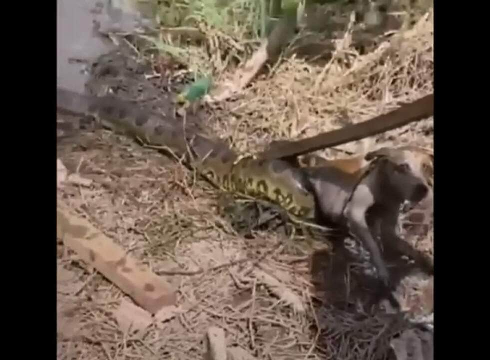 A sucuri já havia arrastado o doguinho para o brejo e além de usar a constrição, mataria também o cachorro afogado.