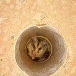 Ao menos o gambá-de-orelha-preta (Didelphis aurita), possui uma glândula que exala odor desagradável na região posterior do corpo que é liberado quando o animal se sente ameaçado e é obrigado a se fingir de morto.